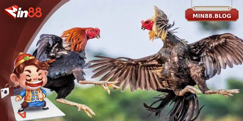 Tổng quan về đá gà Thomo